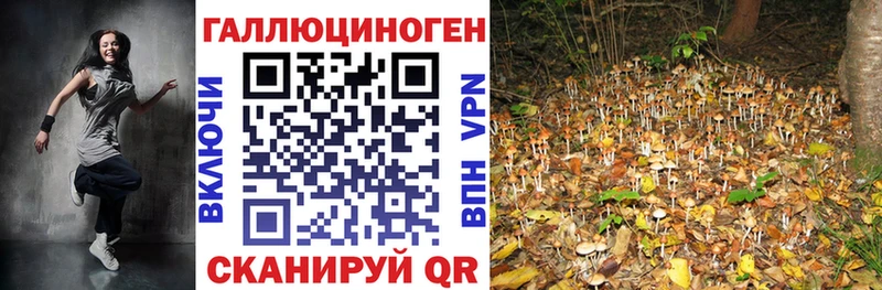 Псилоцибиновые грибы Cubensis Луга